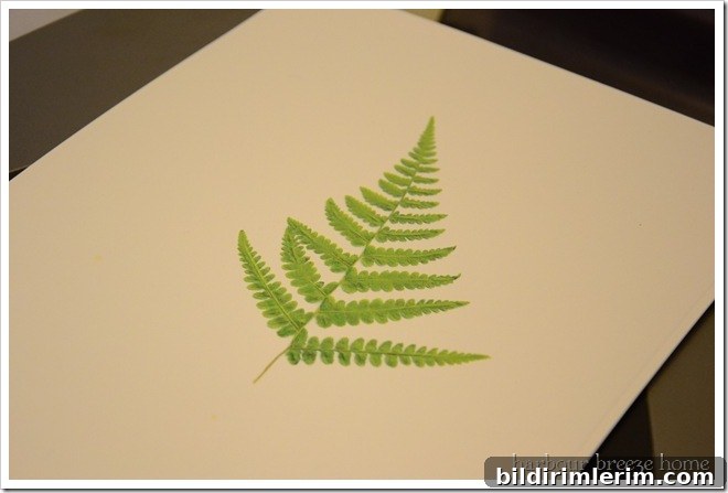 Print of a fern leaf on white cardstock