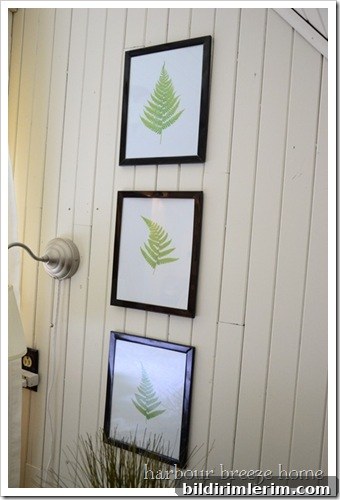 3 framed fern leaf printings hung on a shiplap wall