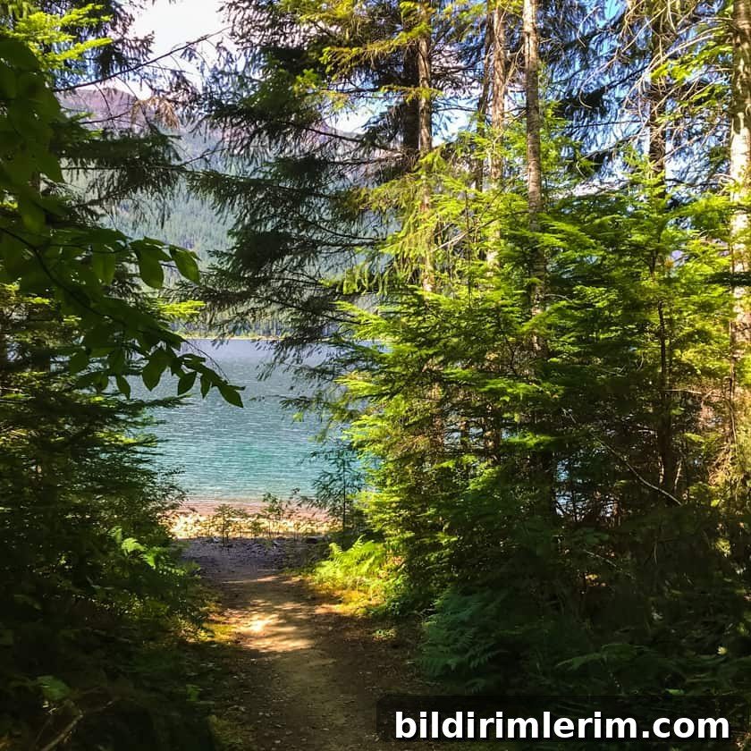 A trail with trees on both sides leading to a lake.