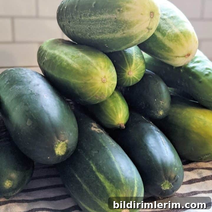Refrigerator pickles