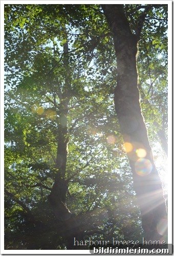 sun