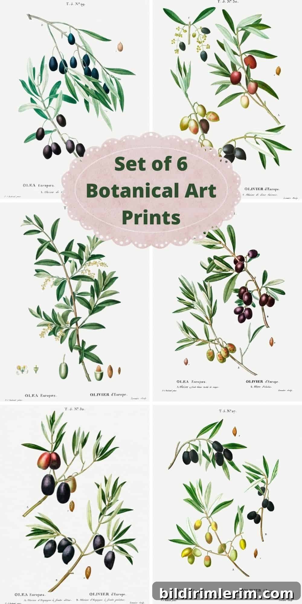 botanical art prints - set of 6 vintage botanical olive branch illustrations