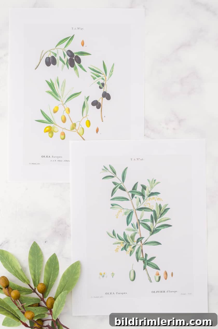 2 botanical wall art prints of olive branches