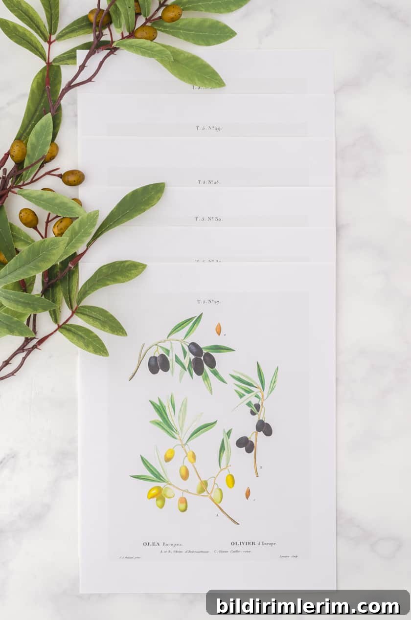 Set of 6 botanical art prints of olive branches