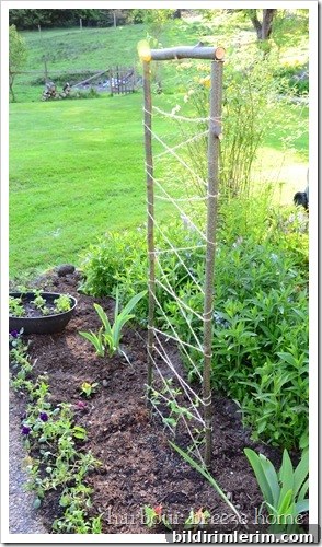 sweet pea lattice sweet pea lattice