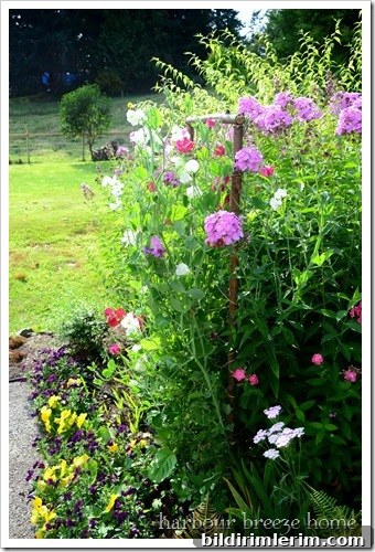 sweet peas sweet peas