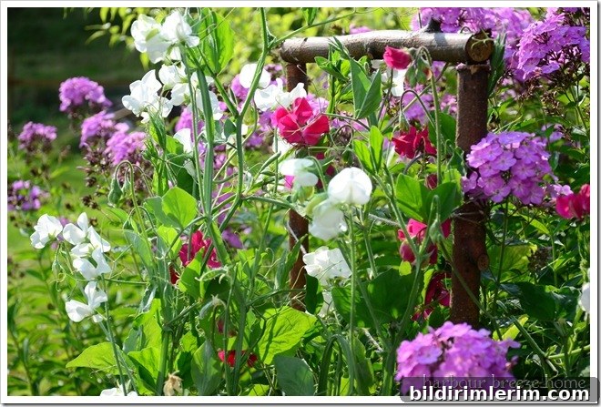 blooming sweet peas blooming sweet pea flowers climbing a trellis