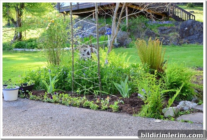 sweet pea bed after sweet pea flowers right after they were planted in a cut flower bed
