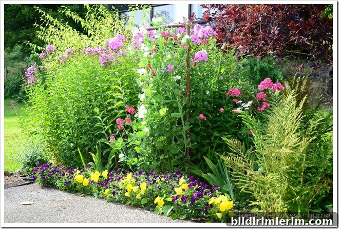 whole sweet pea bed in summer whole sweet pea flower bed in summer