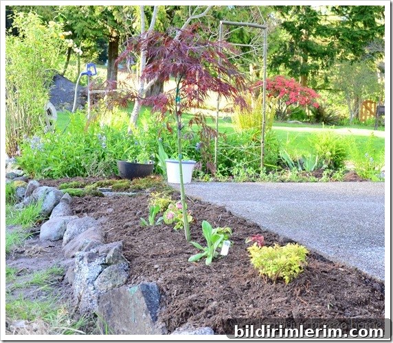 flower beds after small flower bed right after flowers were planted