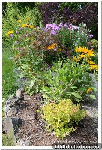 maple bed rudbekia flowers beside a small weeping willow tree