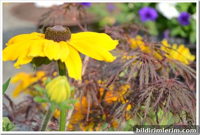 rudbekia bloom rudbekia flower in yellow
