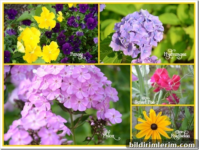 summer flowers with names summer flowers with names