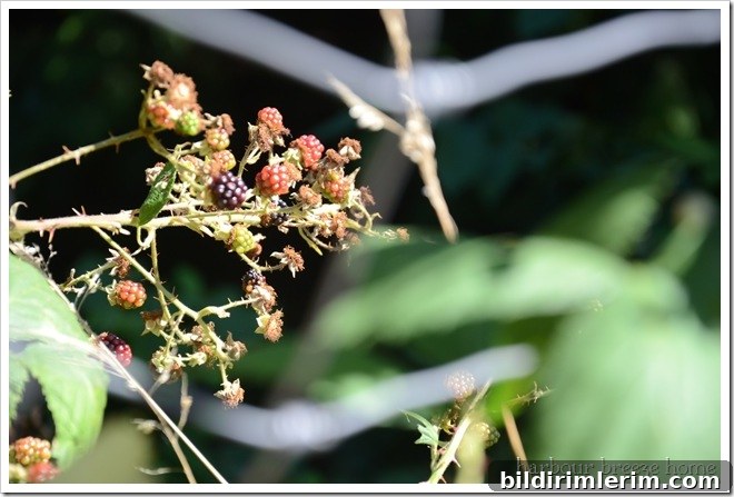 blackberry bush blackberry bush