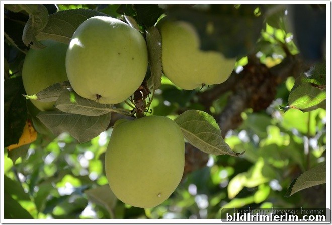 apples apples