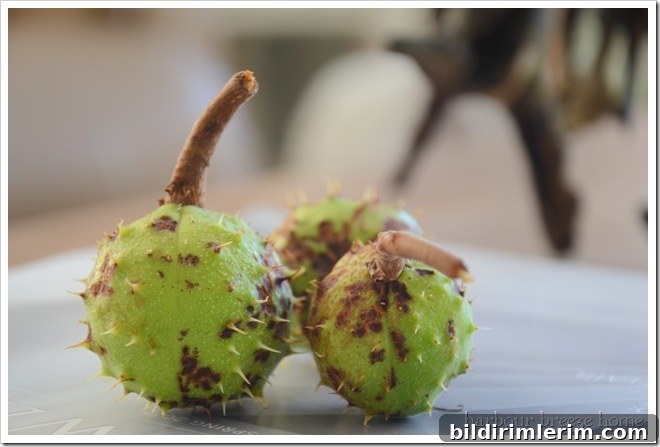 horse chestnut