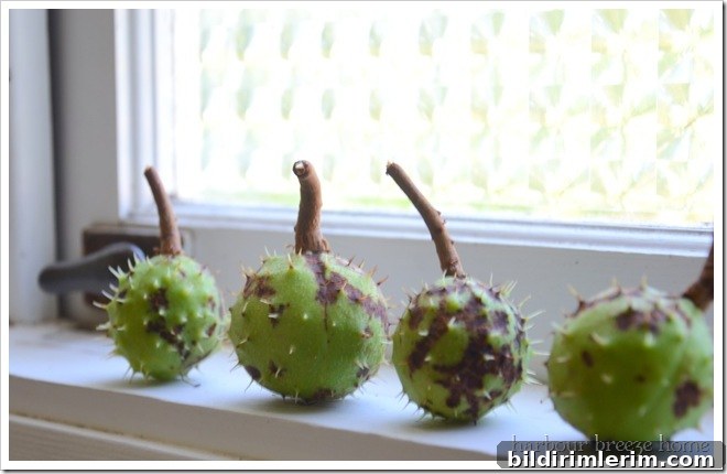 in windowsill