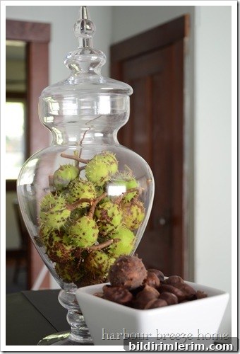 jarful of horse chestnuts