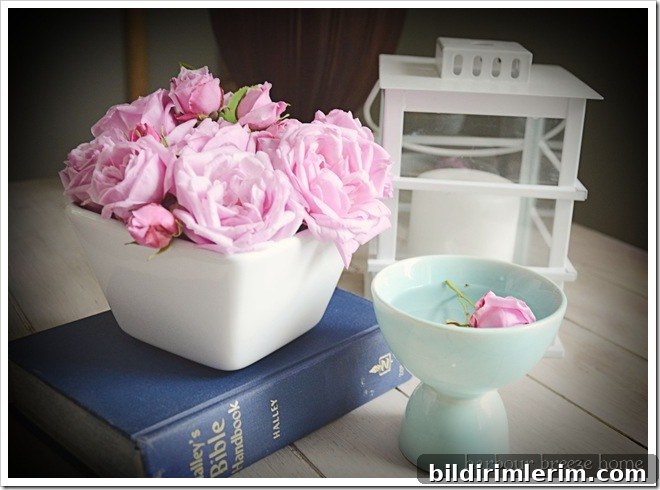 rose vignette ps rose vignette ps