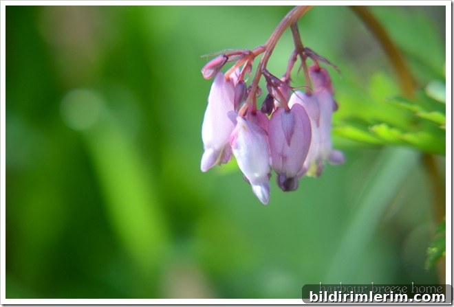 Spring flower