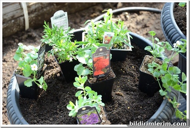 container gardening step 3