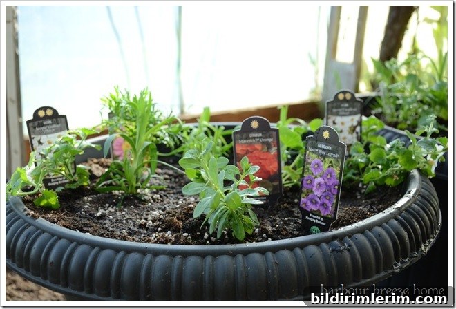 Container gardening step 4