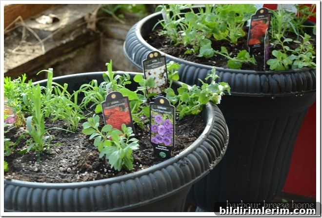 planted container gardens