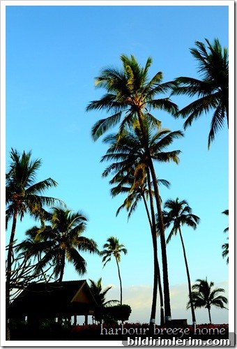 sun coming up on palm trees
