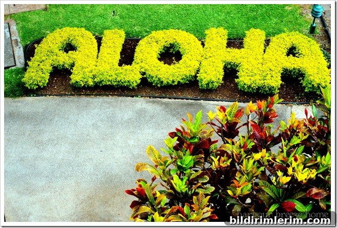 aloha sign