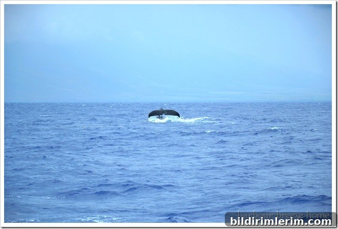 Molokini Crater Snorkel Trip: Maui Travel Guide 3 whale 2