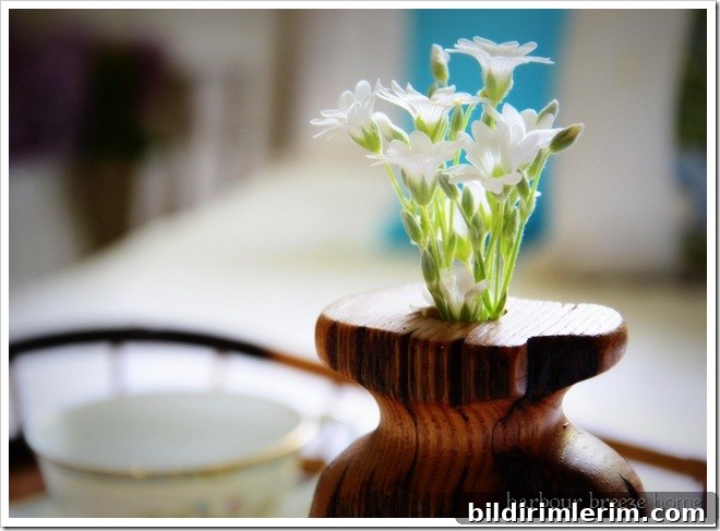 little white flowers
