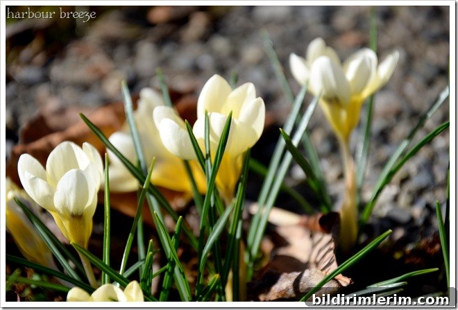 crocus