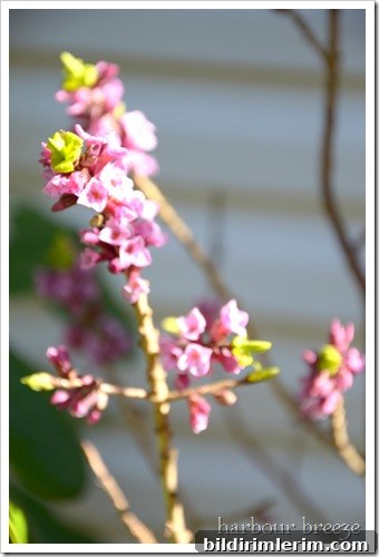 flower and bud