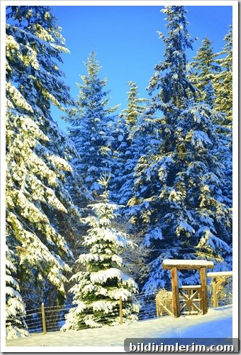 snow on gate