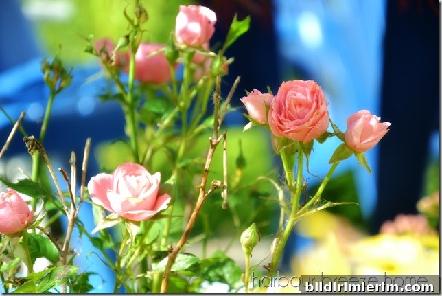 roses in the sun