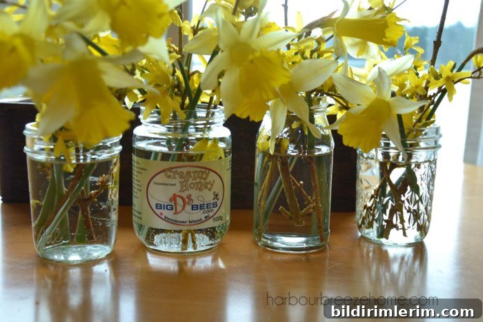 daffodil flower arrangements lined up on a table in clear glass jars with water