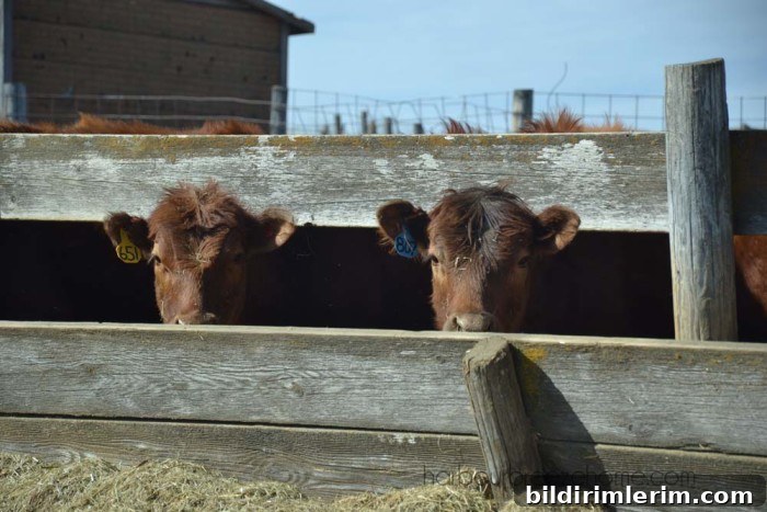 Cows in field