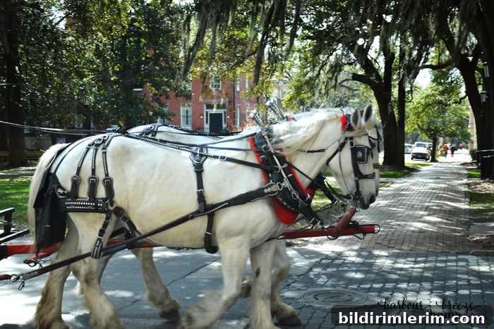 travelling in Georgia  with harbourbreezehome.com