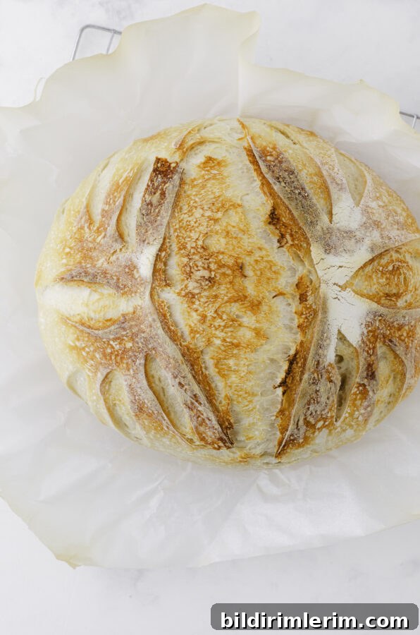 Finished sourdough loaf