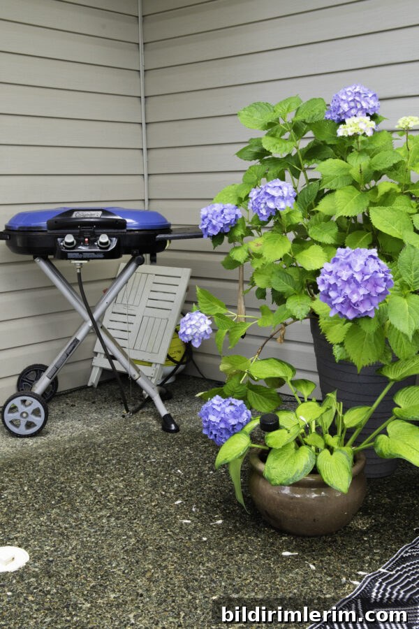 A folding camp barbecue beside a potted hydrangea plant.