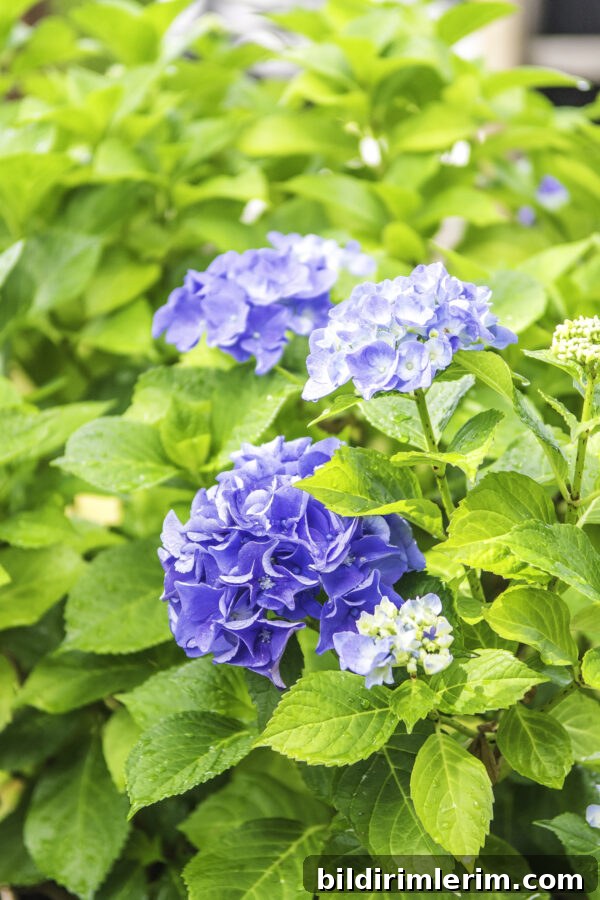 hydrangeas blooming in a larger planter