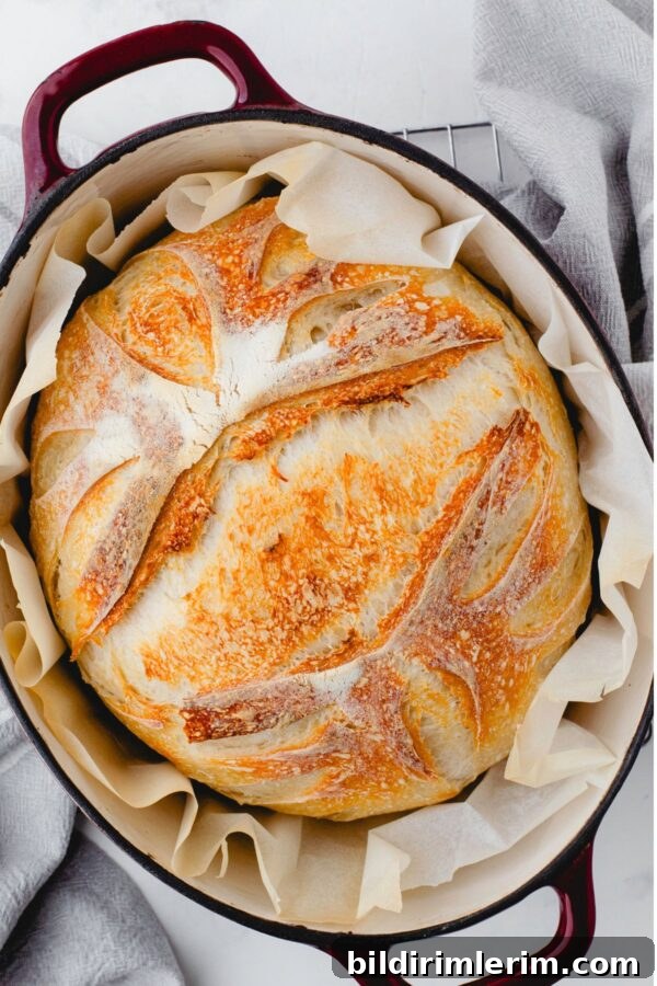 Sourdough bread freshly baked and in a dutch oven