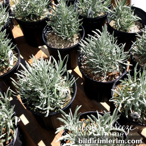 25 Summer Instagram Ideas to Boost Engagement 3 lavender plants