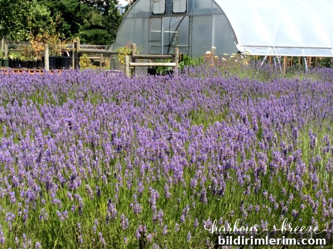 25 Summer Instagram Ideas to Boost Engagement 4 Field of Lavendar