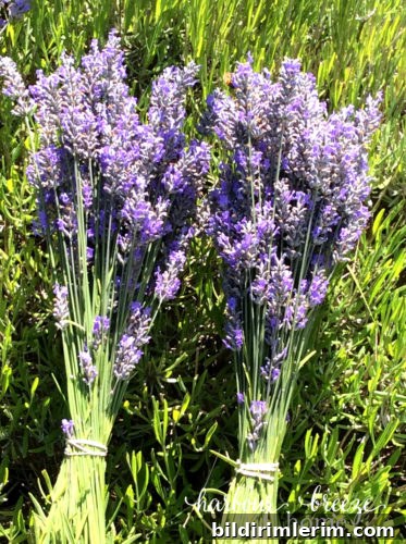 25 Summer Instagram Ideas to Boost Engagement 5 Lavender Bundles