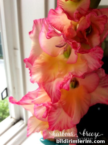 25 Summer Instagram Ideas to Boost Engagement 10 Summer Gladiola