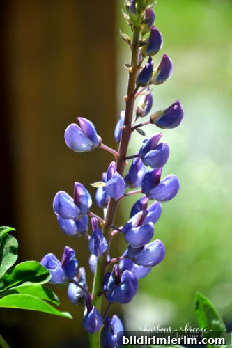 flower ps