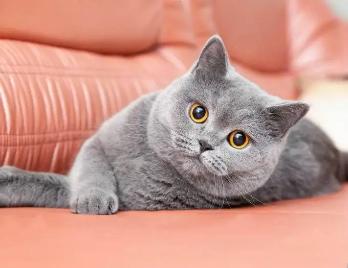 British Shorthair