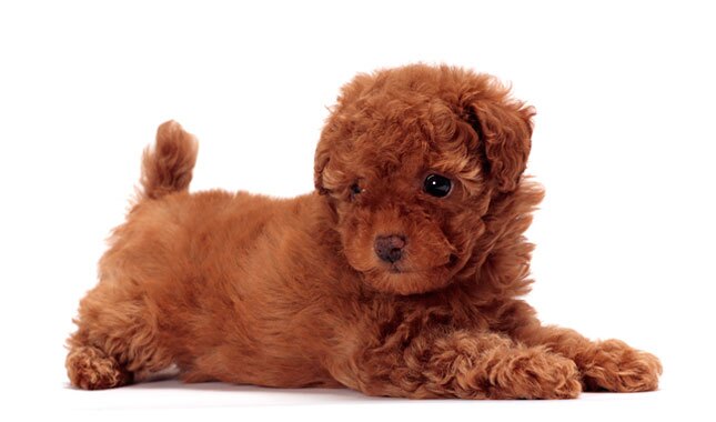 Toy Poodle fiyatları